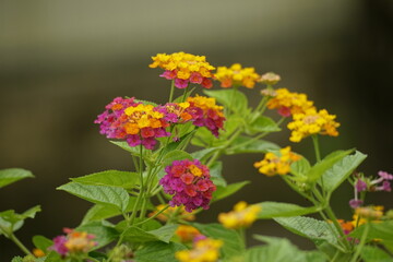 Close-up of Lantana camara flowers blooming