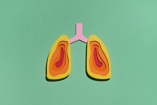 Layered colorful lung organs for medicine, pneumonia disease