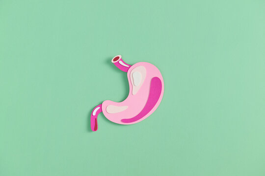 Paper craft of the human stomach on green background for health