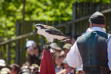 view of a tricolor buzzard during a falconry show