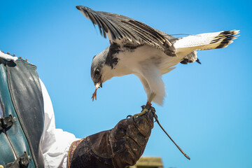 view of a tricolor buzzard during a falconry show