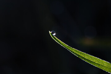 A dewdrop on a blade of grass.