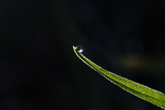 A dewdrop on a blade of grass. - Powered by Adobe