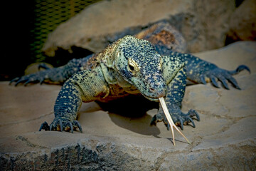 Komodo dragon on the rock