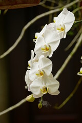Fototapeta premium Orchids bloom in the garden