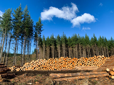 Logs at a forestry plantation, New Zealand.