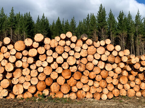 Logs at a forestry plantation, New Zealand.