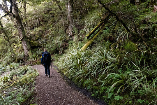 Tramping on a track, Kahurangi National Park, New Zealand.