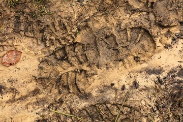 Wet mud foot print on forest trail in Poland