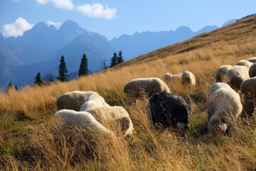 Rusinowa Polana sheep in Tatry, Poland © Tupungato