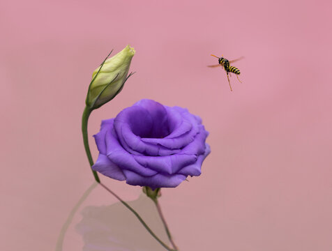 Wasp flying to purple Lisianthus flower