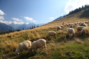 Rusinowa Polana sheep in Tatry, Poland © Tupungato