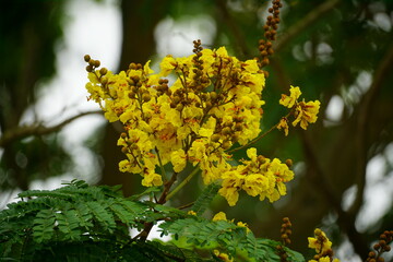 Close-up of yellow Peltophorum pterocarpum flower blooming on a tree