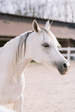 Close-up of a grey horse's eye