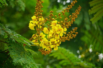 Close-up of yellow Peltophorum pterocarpum flower blooming on a tree