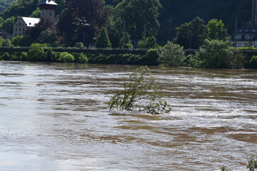 muddy flood with trees