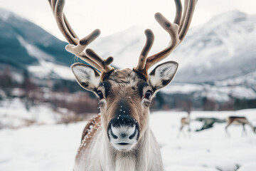 A deer with antlers is standing in the snow
