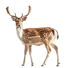 deer isolated on transparent background