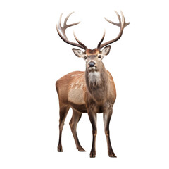 Fototapeta premium deer isolated on transparent background