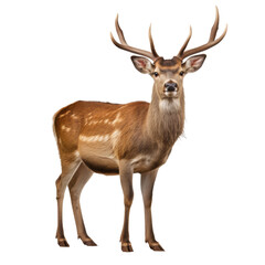 deer isolated on transparent background