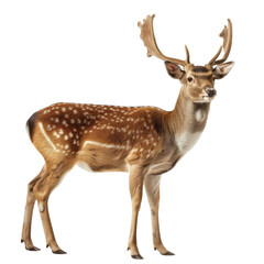 deer isolated on transparent background
