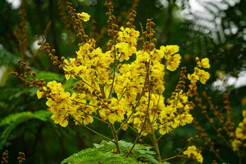 Close-up of yellow Peltophorum pterocarpum flower blooming on a tree