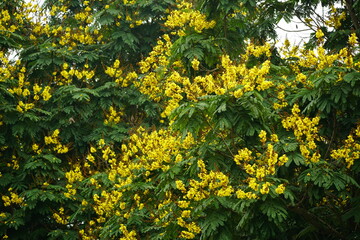 Close-up of yellow Peltophorum pterocarpum flower blooming on a tree