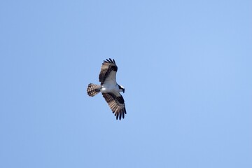 Osprey  Flying