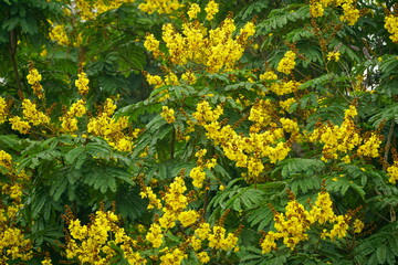 Obraz premium Close-up of yellow Peltophorum pterocarpum flower blooming on a tree