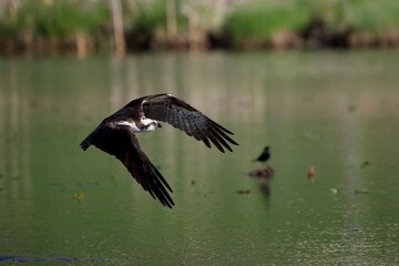 Osprey  Flying