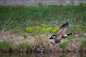 Canadian Goose
