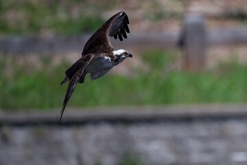 Bird in flight