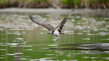 Osprey flying 