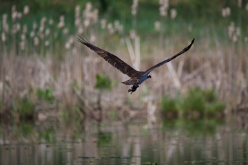 Osprey flying 