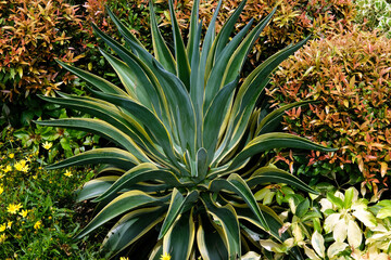 aloe vera plant