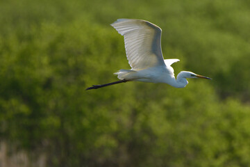 airone bianco in volo