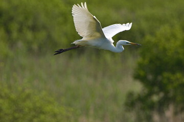 airone bianco in volo