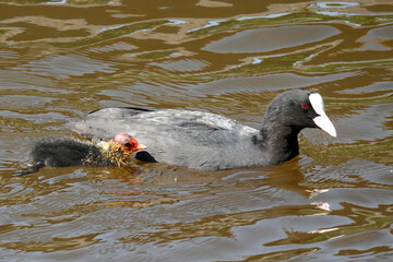 A common coot or Fulica atra swimming in brown water with a baldheaded chick