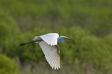 airone bianco in volo