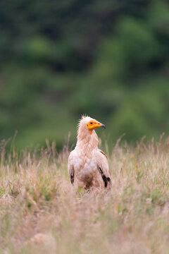 Egyptian Vulture On The Ground, Vertical Portrait  