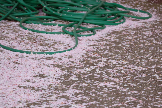 Still life of cherry blossom petals in spring