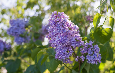 lilac flowers branch, Nature background