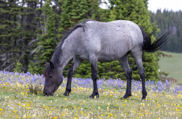 Wild Horse in Summer in the Pryor Mountains Montana