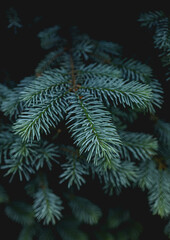 christmas tree branches