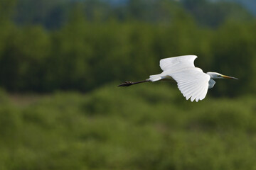 airone bianco in volo