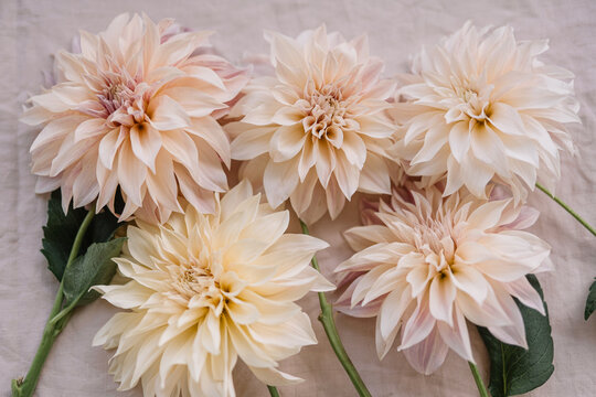 Pale pink dahlias on a neutral backdrop