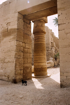 A dog walks among the columns of an ancient Egyptian temple