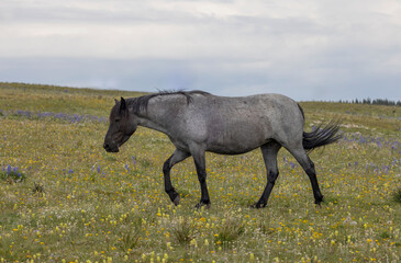 Fototapeta premium Wild Horse in Summer in the Pryor Mountains Montana