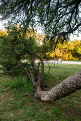 Unusual tree branch growing on ground