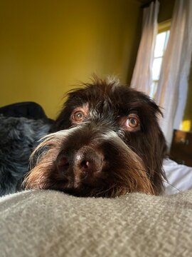 Dog Sleeping in Bed